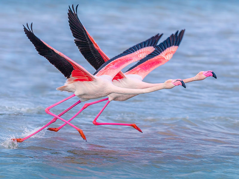 flamingo-turler